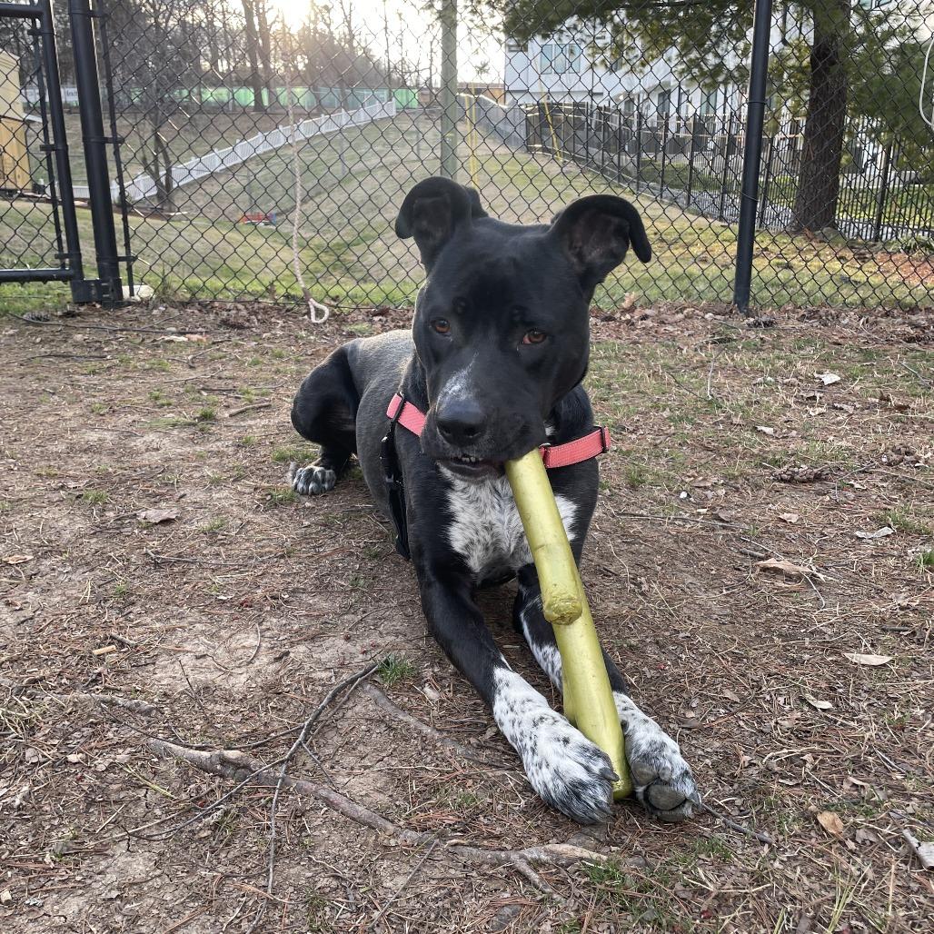 Enlarge Boots, a Adoptable mixed breed in Nashville, TN image 3/6