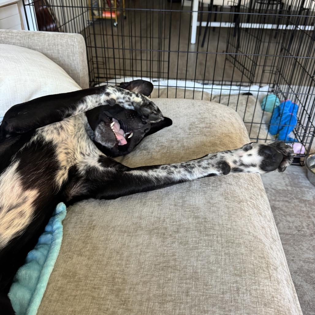 Enlarge Boots, a Adoptable mixed breed in Nashville, TN image 4/6