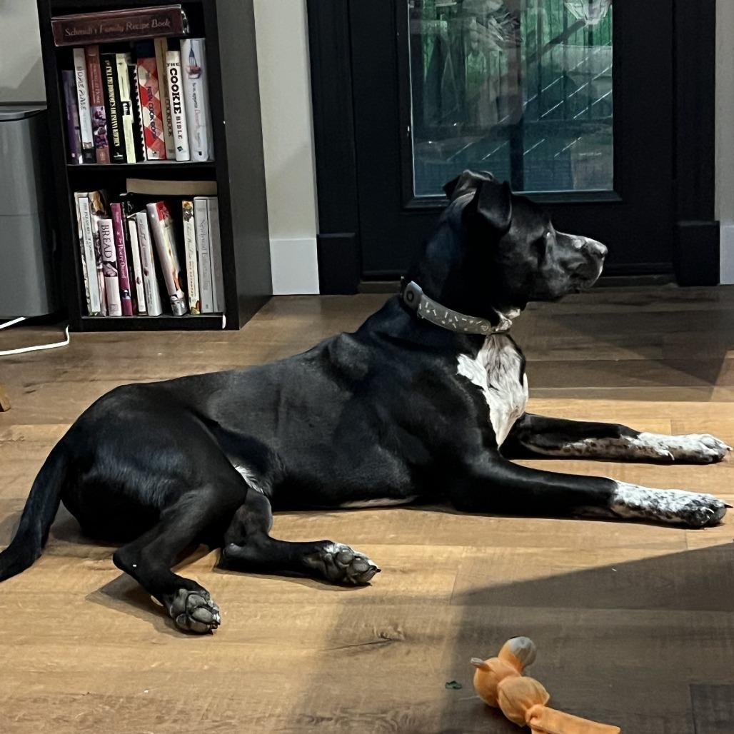 Enlarge Boots, a Adoptable mixed breed in Nashville, TN image 5/6