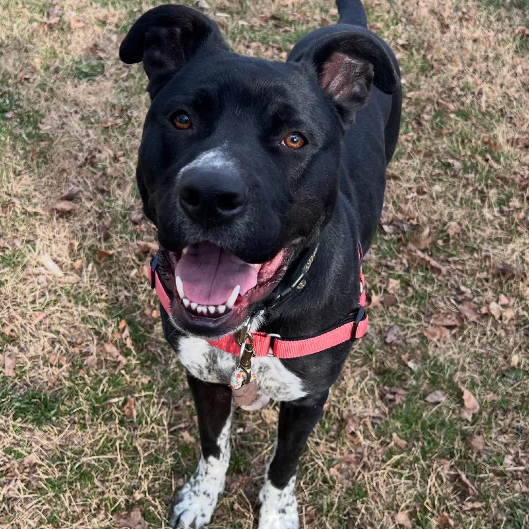 Enlarge Boots, a Adoptable mixed breed in Nashville, TN image 6/6