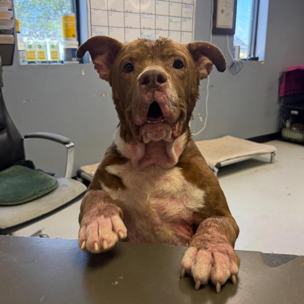 Sauce, a Adoptable Mixed Breed in Lake Jackson, TX image 1/6