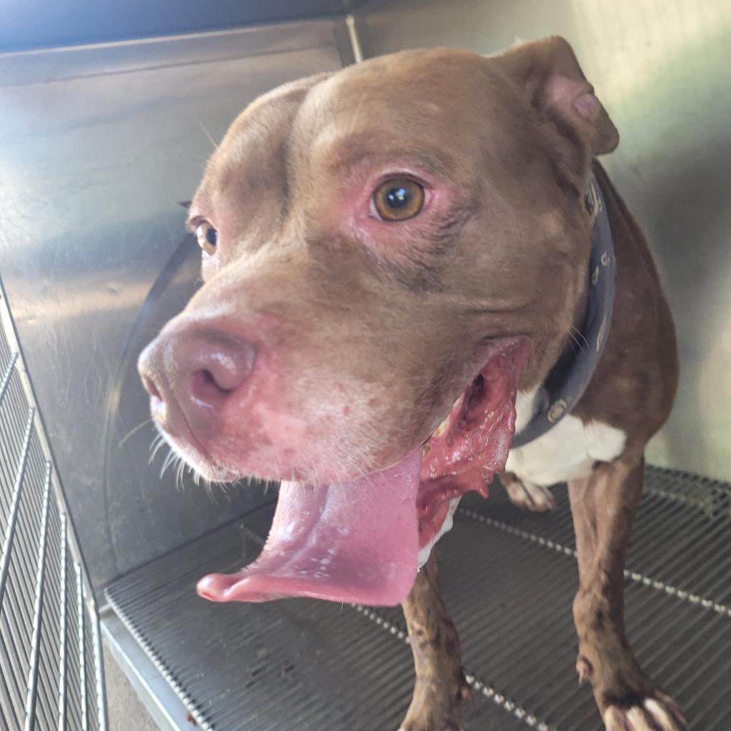 Sauce, a Adoptable Mixed Breed in Lake Jackson, TX image 1/6