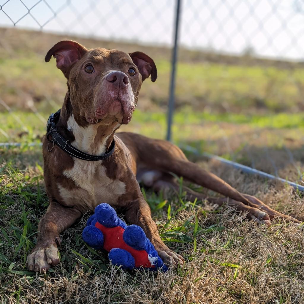 Sauce, a Adoptable Mixed Breed in Lake Jackson, TX image 2/6