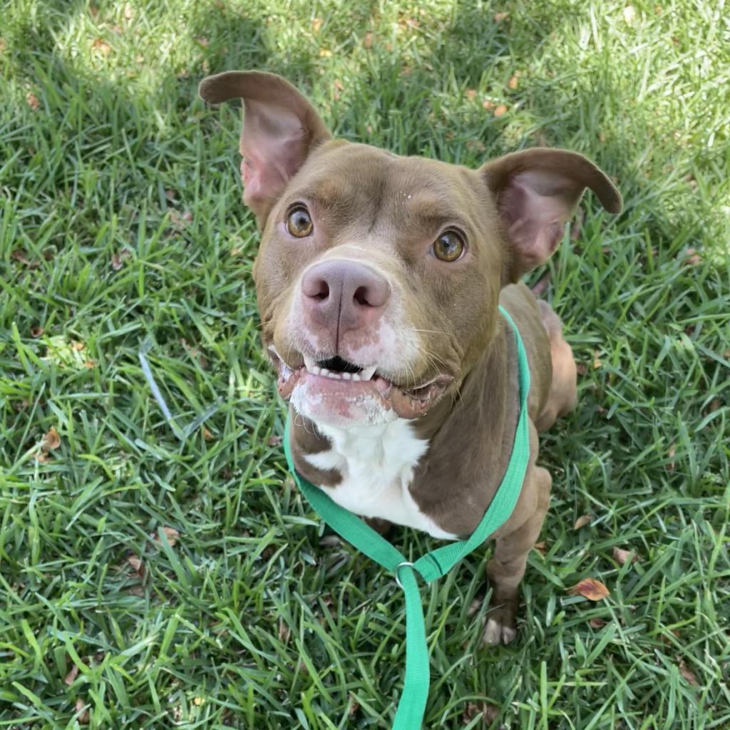 Sauce, a Adoptable Mixed Breed in Lake Jackson, TX image 3/6