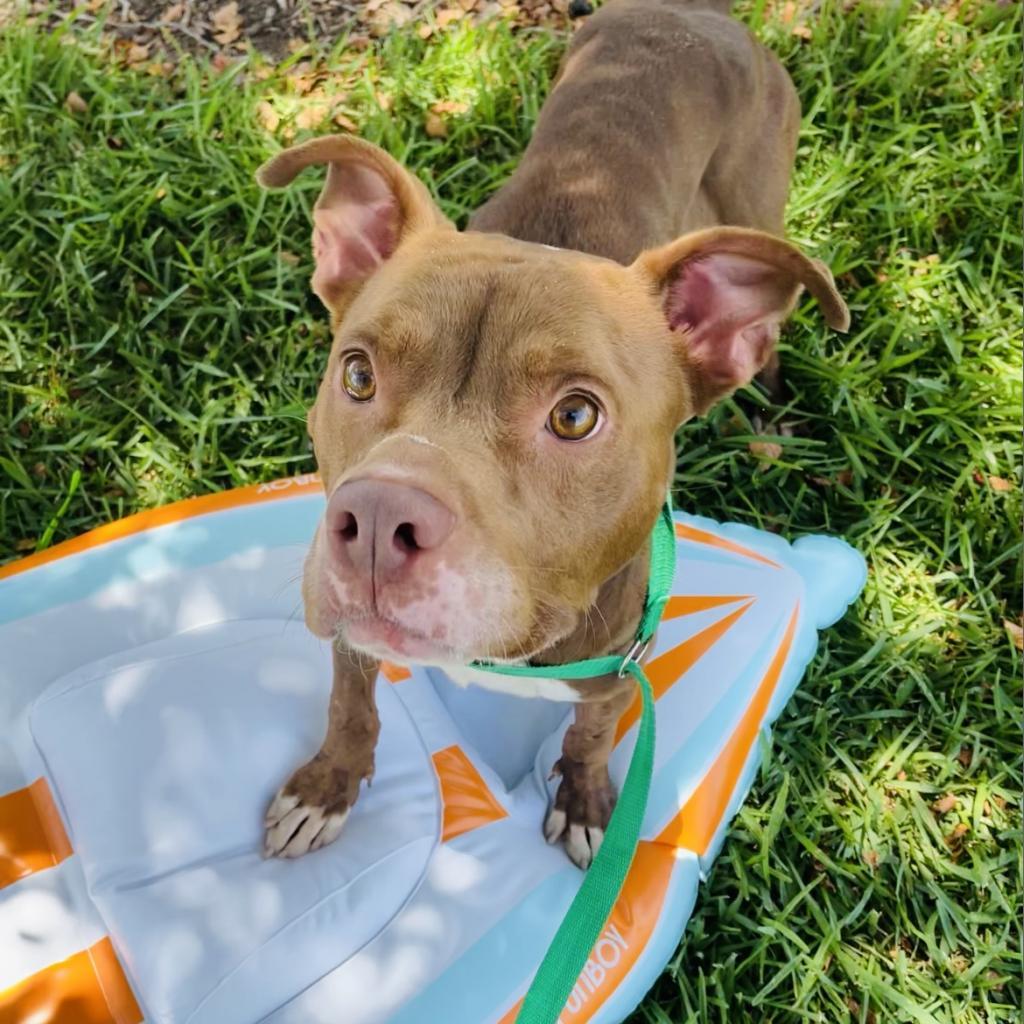 Sauce, a Adoptable Mixed Breed in Lake Jackson, TX image 4/6