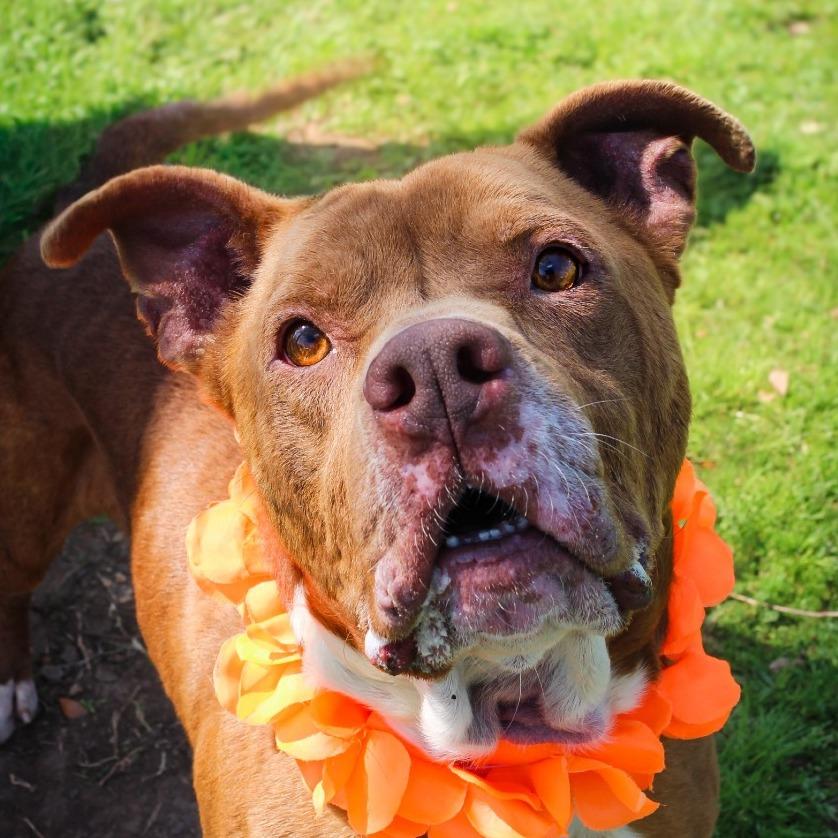 Sauce, a Adoptable Mixed Breed in Lake Jackson, TX image 5/6