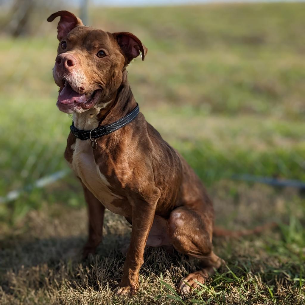 Sauce, a Adoptable Mixed Breed in Lake Jackson, TX image 6/6