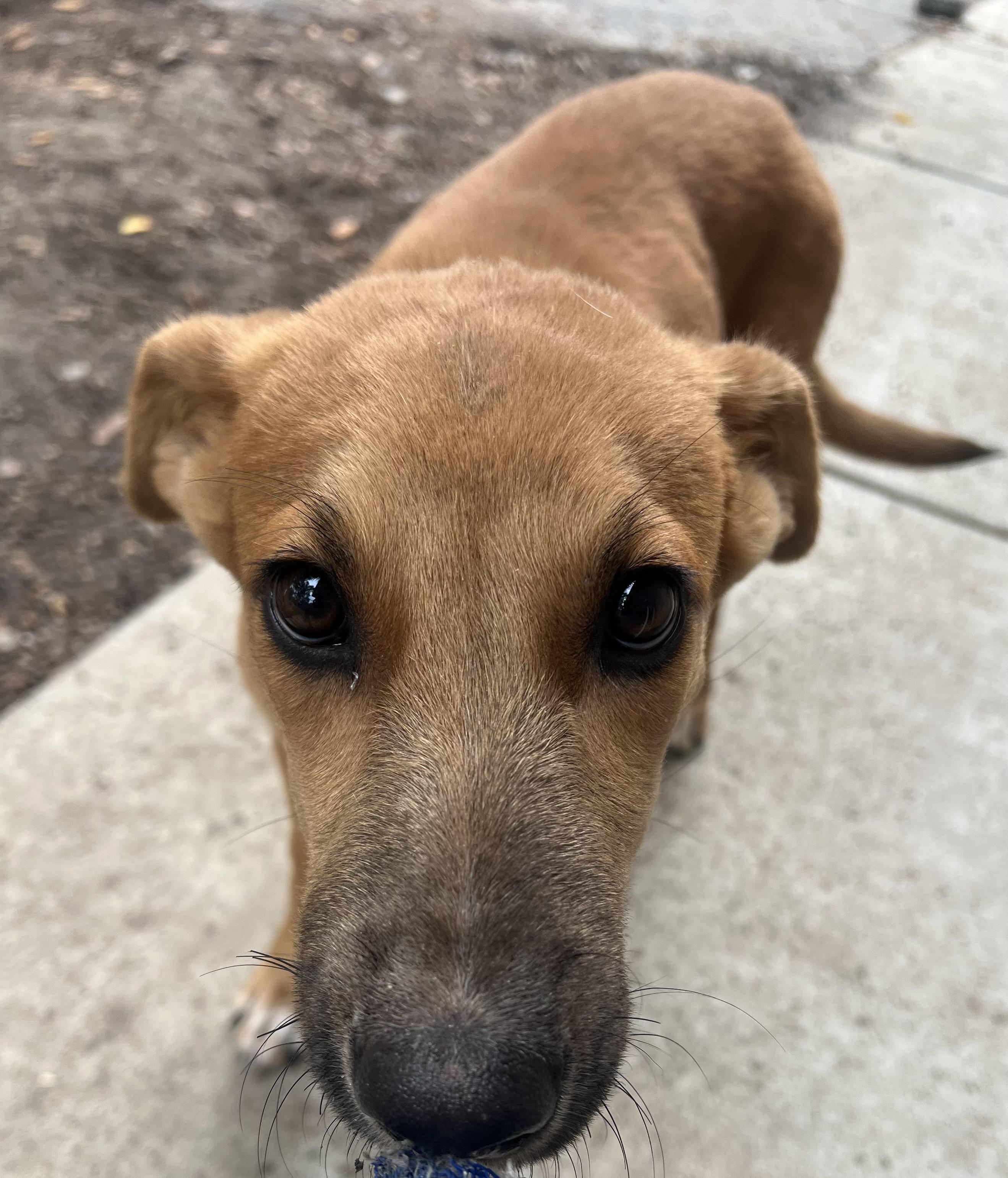 Little Bit, Adoptable, Young Female Hound.