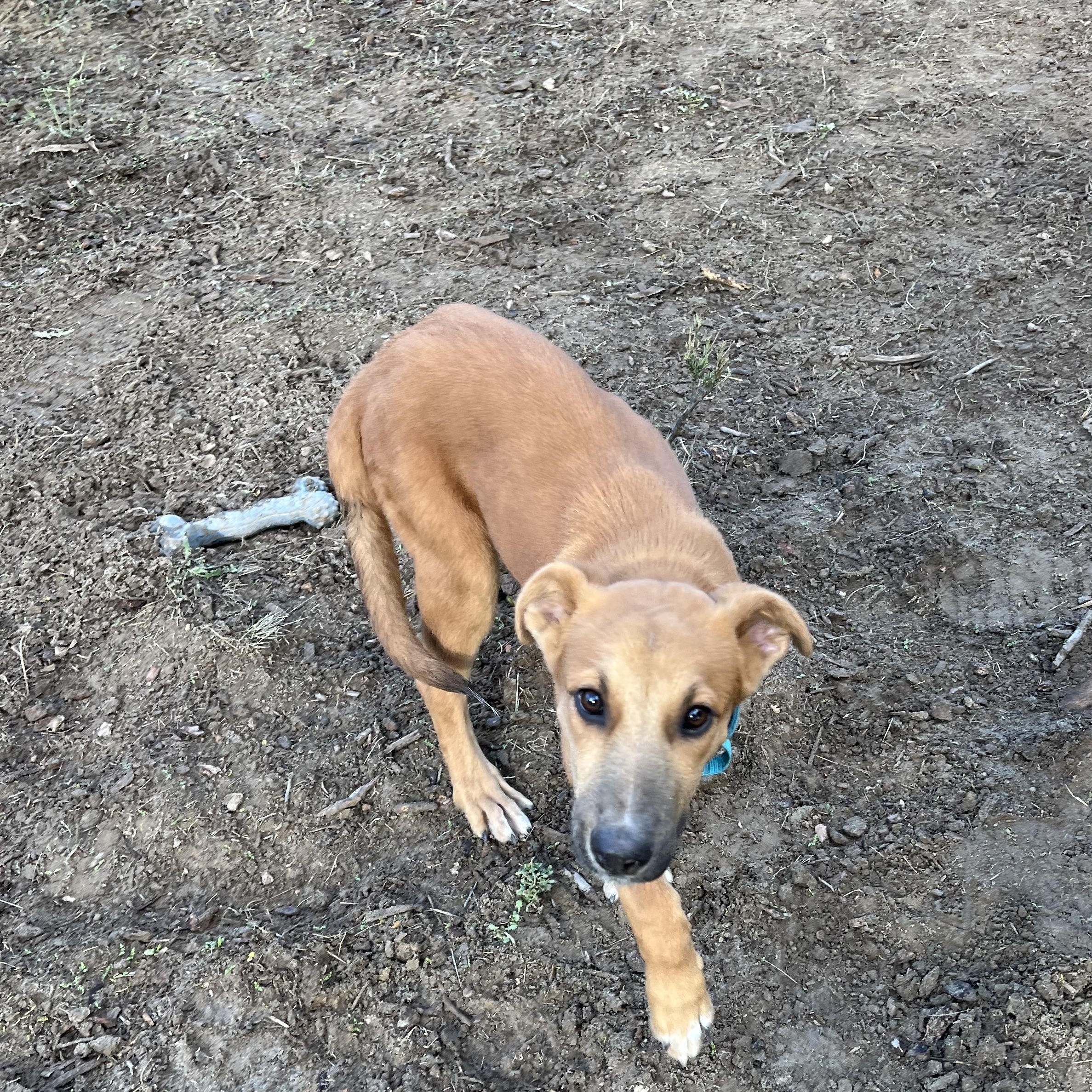Little Bit, a Adoptable mixed breed in Santa Rosa, CA image 2/2