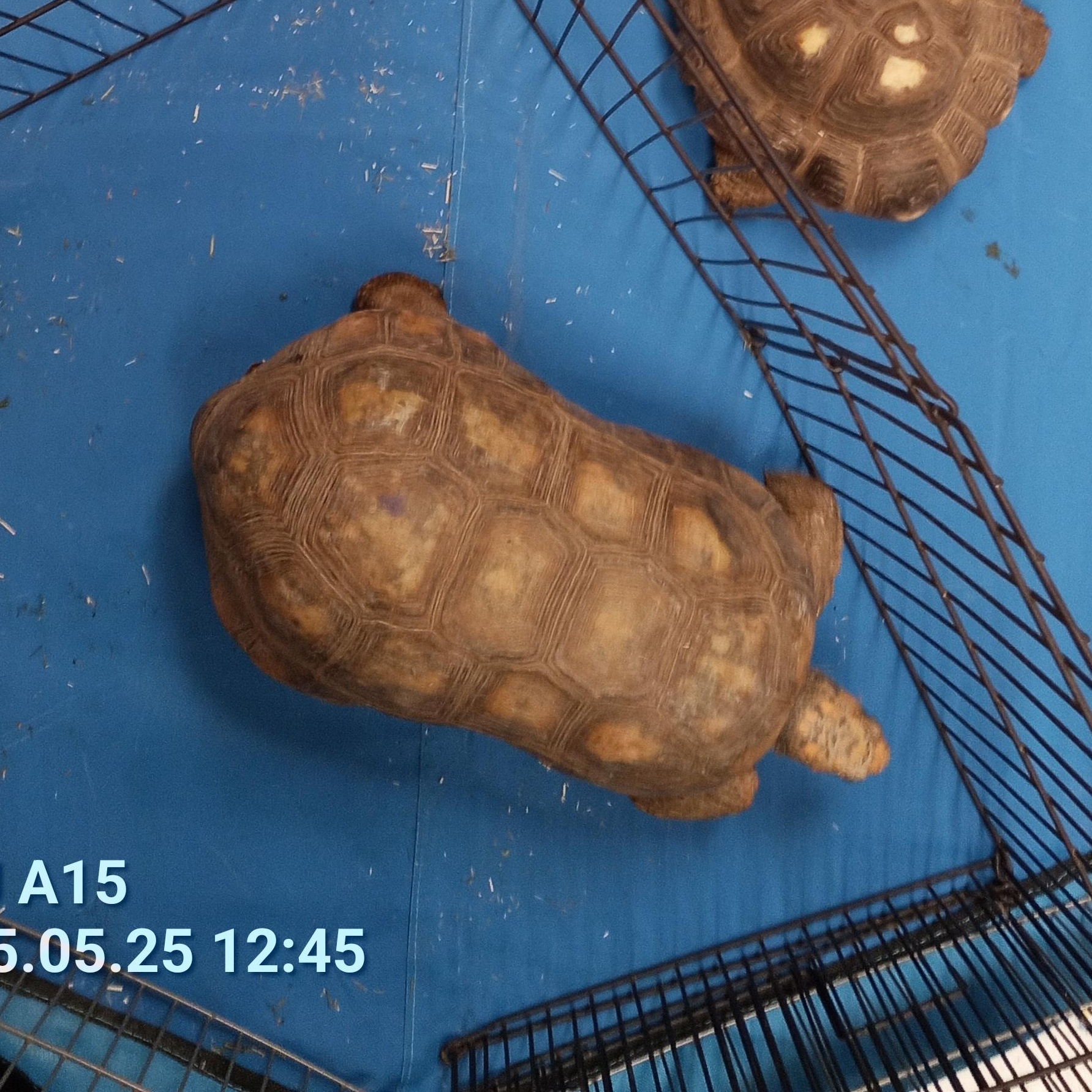 Rio, Adoptable, Adult Male Tortoise.