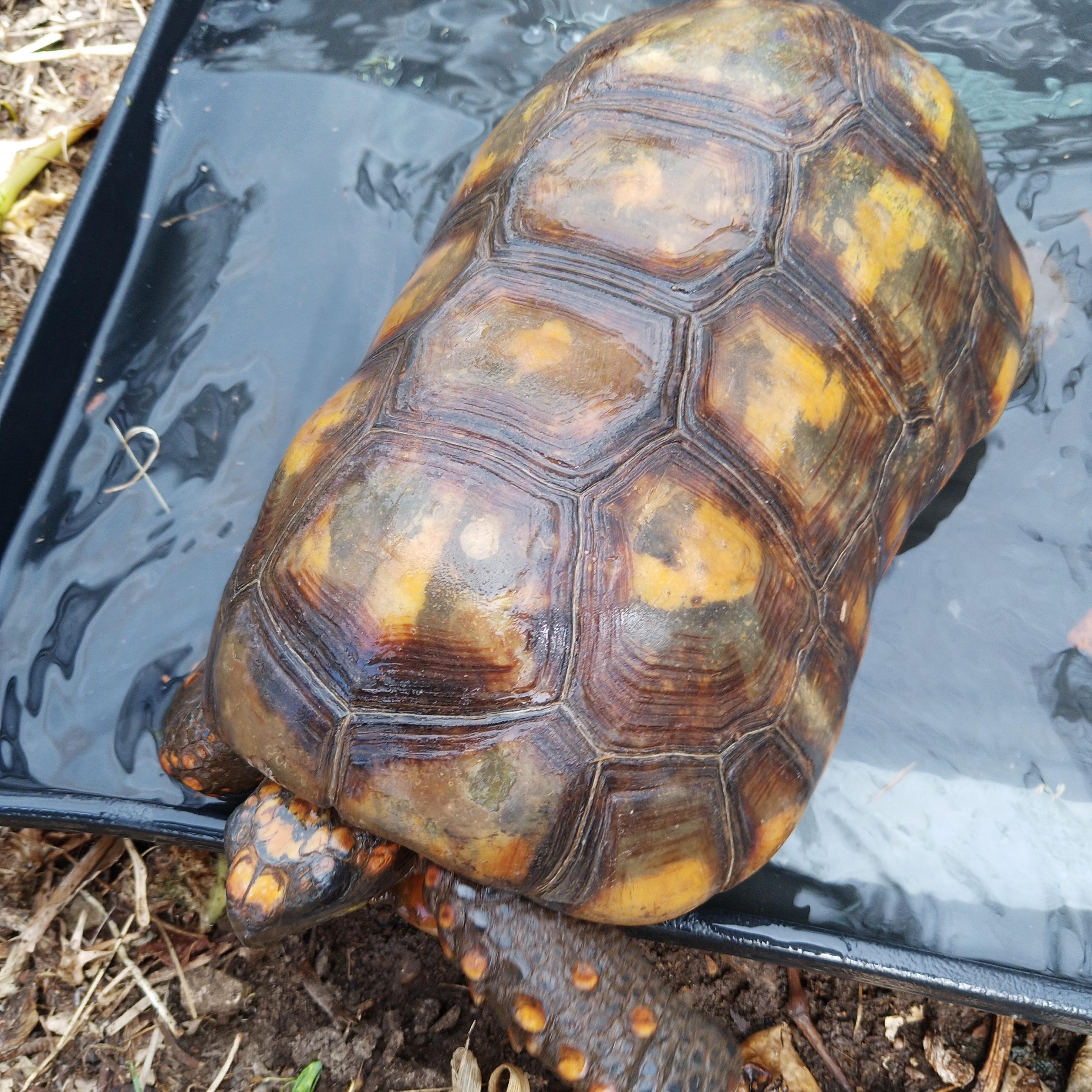 Rio, adoptable, Adult Male Tortoise.