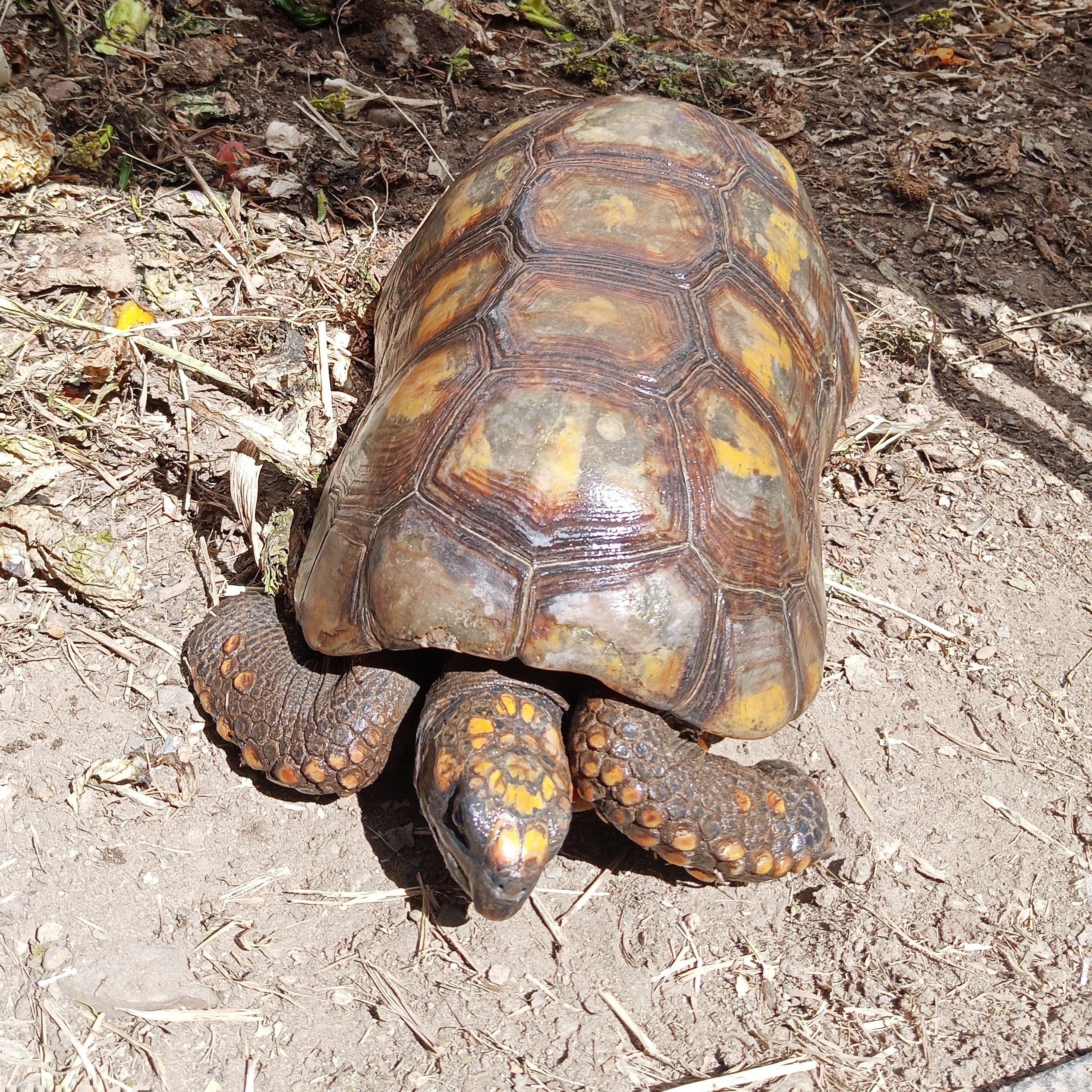 Rio, a Adoptable Tortoise in Modesto, CA image 2/3
