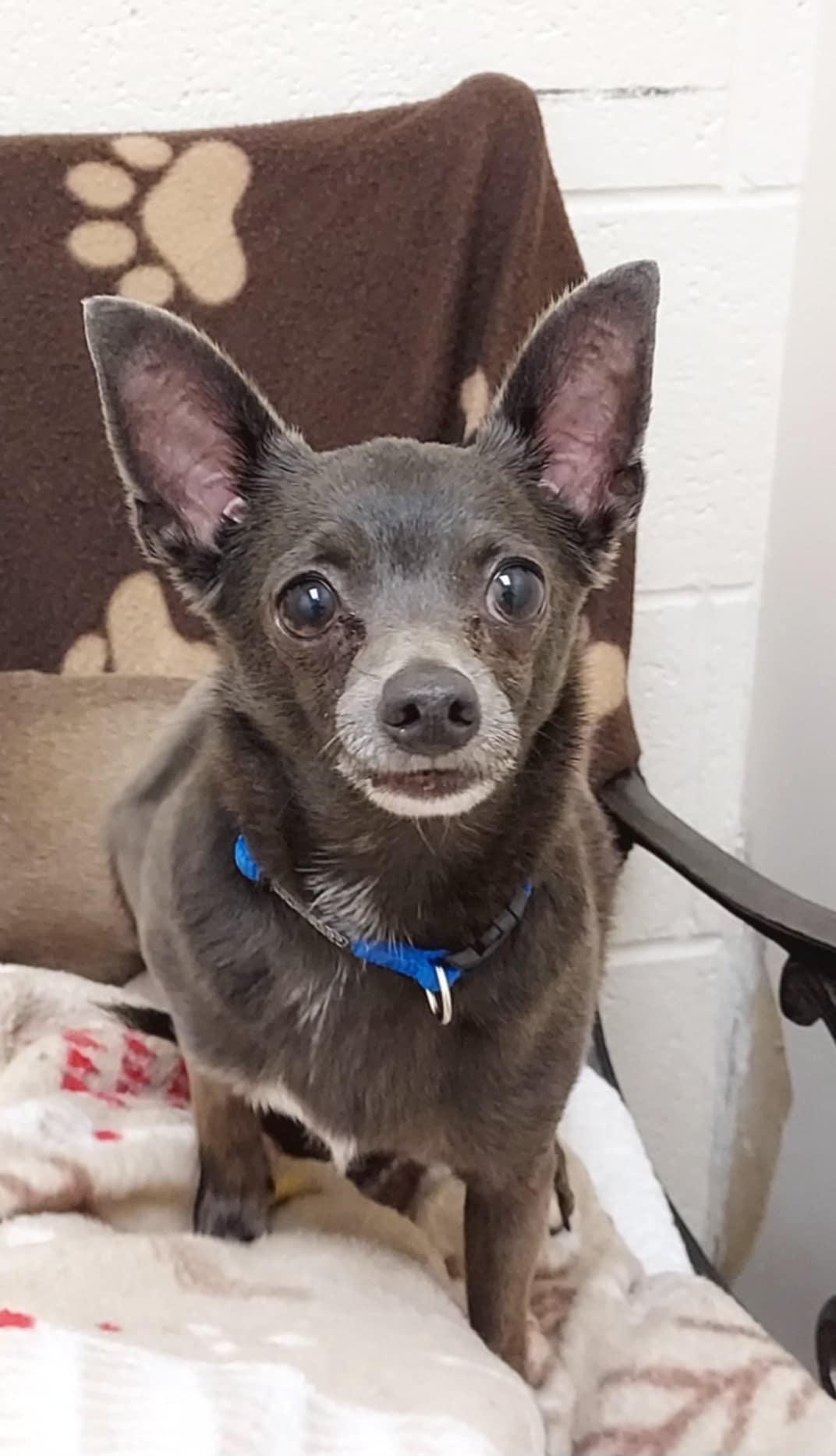 Enlarge Rusty, a Adoptable Chihuahua in Falls Creek, PA image 3/4