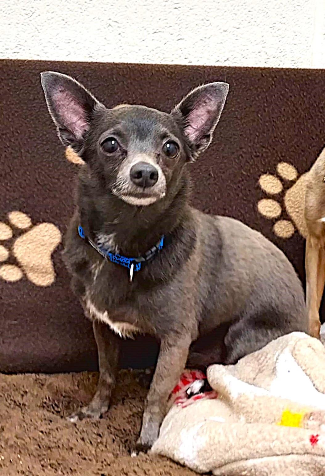 Enlarge Rusty, a Adoptable Chihuahua in Falls Creek, PA image 4/4