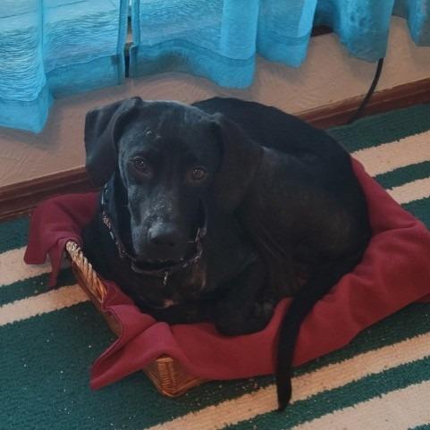 Enlarge Edward, a Adoptable mixed breed in Pauls Valley, OK image 1/6