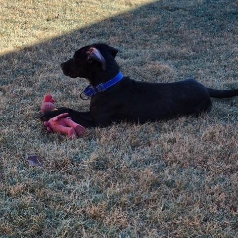 Enlarge Edward, a Adoptable mixed breed in Pauls Valley, OK image 2/6