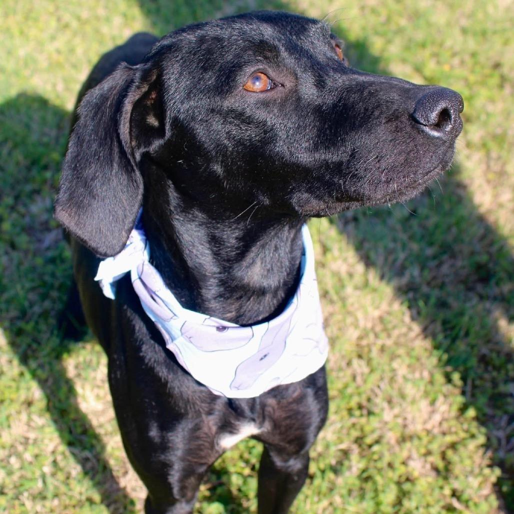 Enlarge Edward, a Adoptable mixed breed in Pauls Valley, OK image 3/6