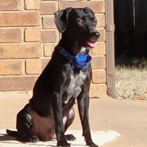 Enlarge Edward, a Adoptable mixed breed in Pauls Valley, OK image 4/6