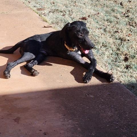 Enlarge Edward, a Adoptable mixed breed in Pauls Valley, OK image 5/6