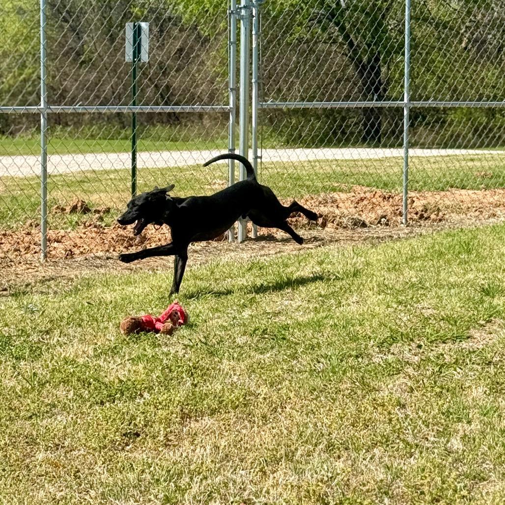 Enlarge Edward, a Adoptable mixed breed in Pauls Valley, OK image 6/6