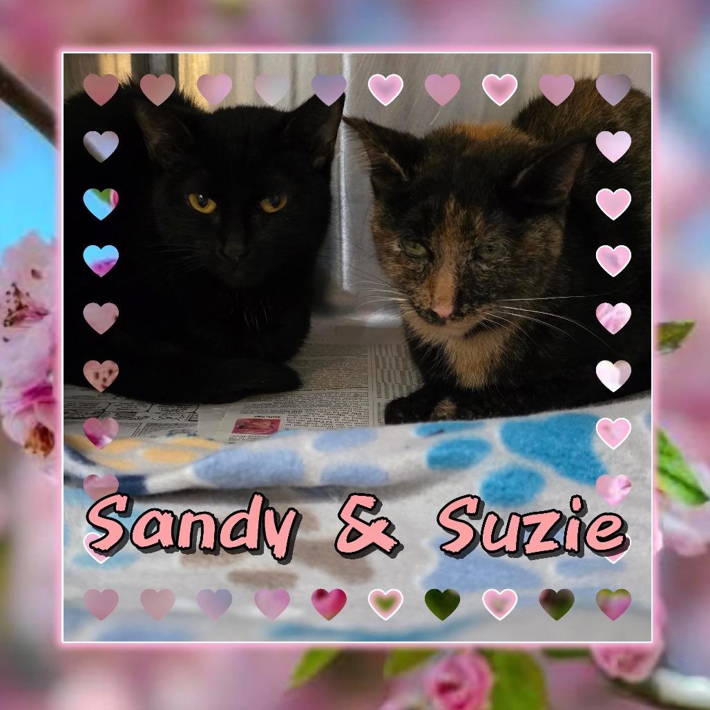 Enlarge Suzie, a Adoptable Domestic Short Hair in Wheeling, IL image 1/4
