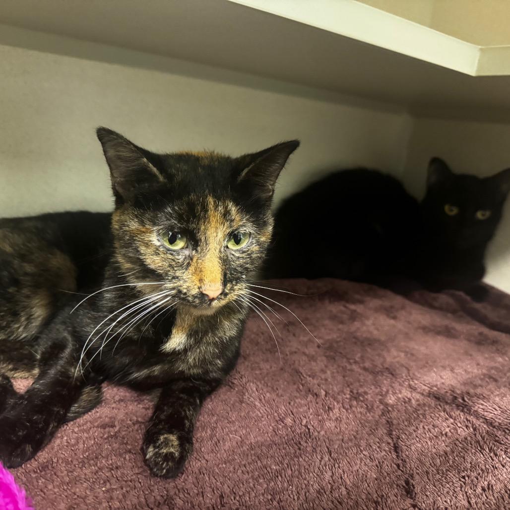 Enlarge Suzie, a Adoptable Domestic Short Hair in Wheeling, IL image 2/4