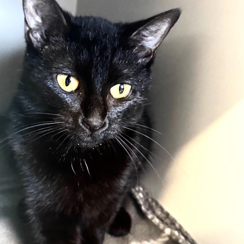 Enlarge Suzie, a Adoptable Domestic Short Hair in Wheeling, IL image 3/4