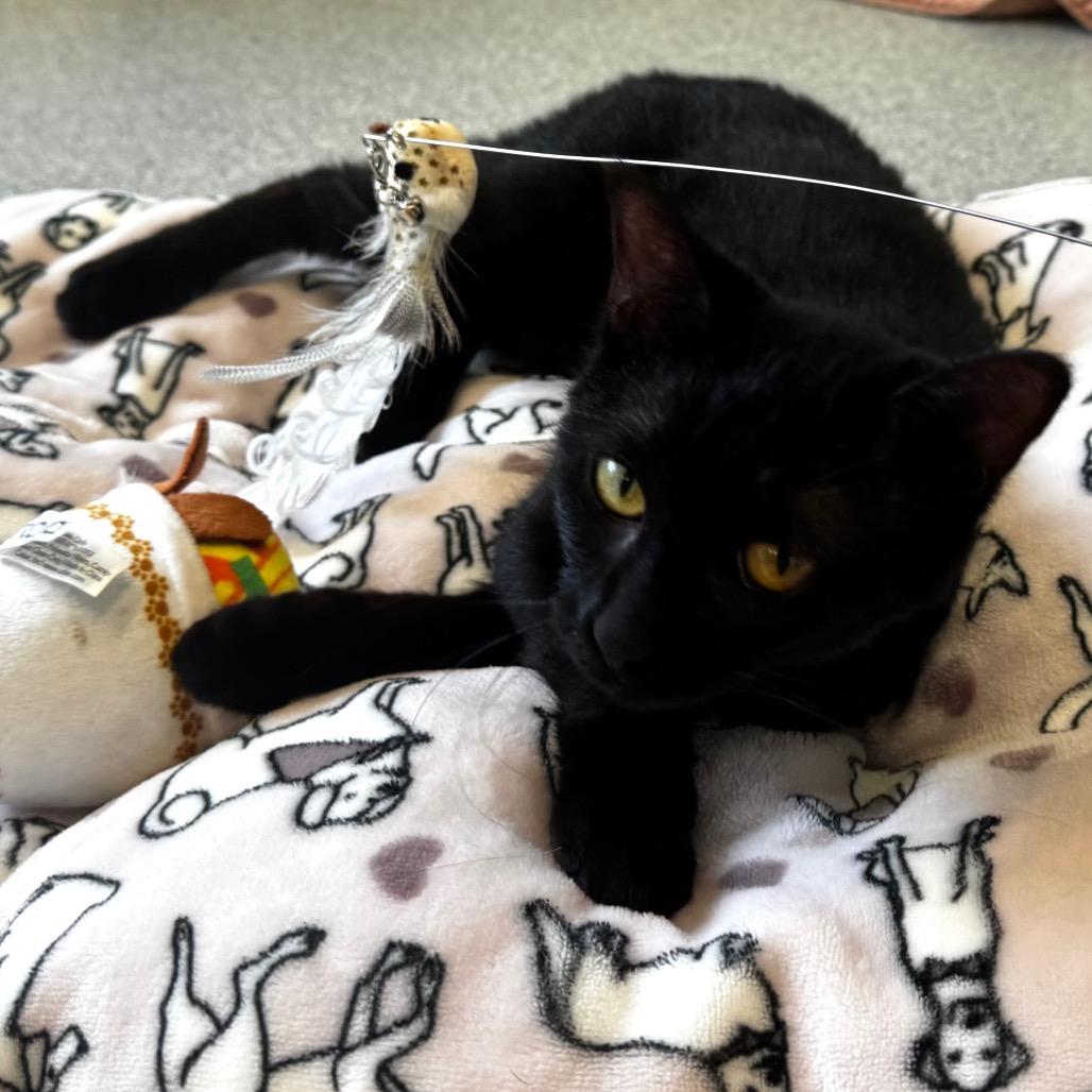 Enlarge Suzie, a Adoptable Domestic Short Hair in Wheeling, IL image 4/4
