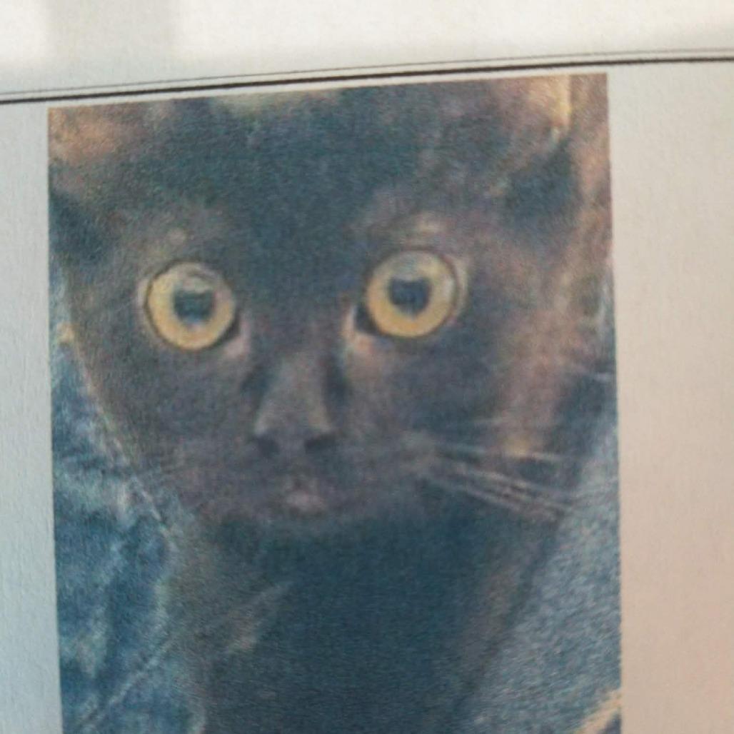 Enlarge Missy, a Adoptable Domestic Short Hair in Brevard, NC image 1/3