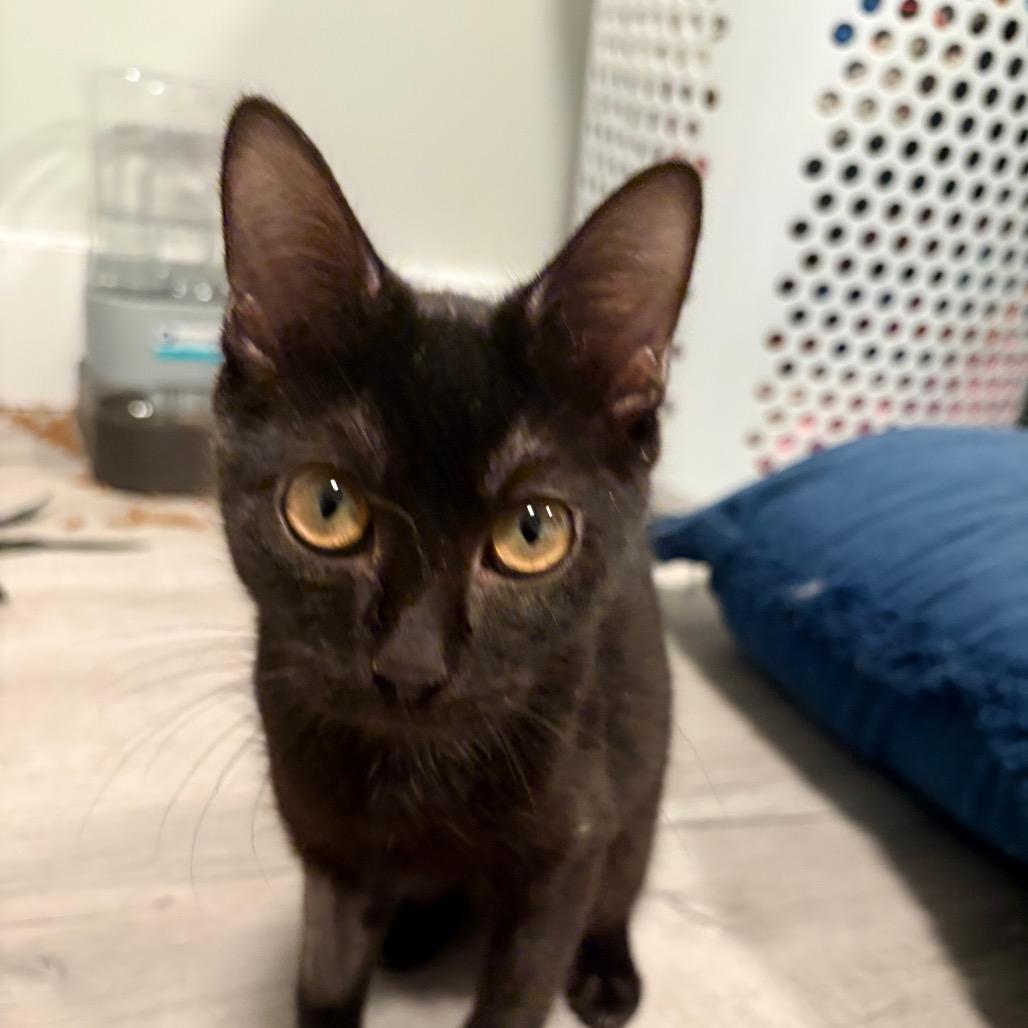 Enlarge Missy, a Adoptable Domestic Short Hair in Brevard, NC image 3/3