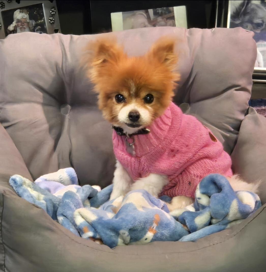 Enlarge Whitney, a ADOPTABLE Pomeranian in El Dorado, KS image 1/5