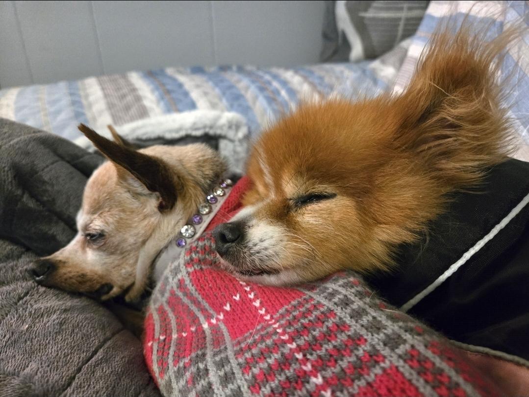 Enlarge Whitney, a ADOPTABLE Pomeranian in El Dorado, KS image 3/5