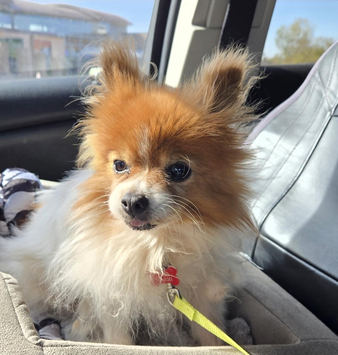 Enlarge Whitney, a ADOPTABLE Pomeranian in El Dorado, KS image 4/5