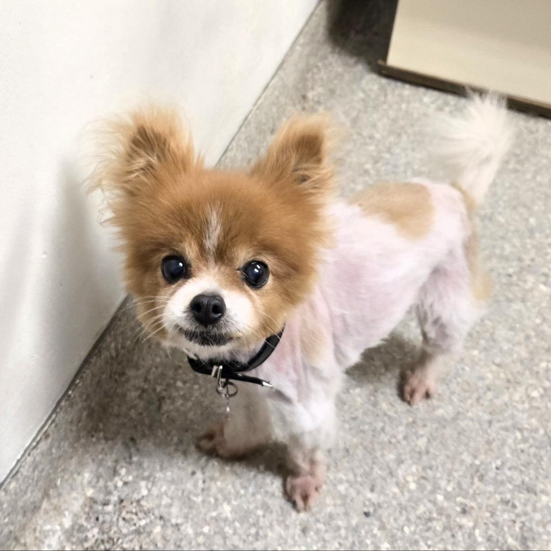 Enlarge Whitney, a ADOPTABLE Pomeranian in El Dorado, KS image 5/5