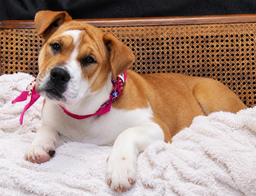 Enlarge Gibbs, a Adoptable Mixed Breed in Cheboygan, MI image 6/6