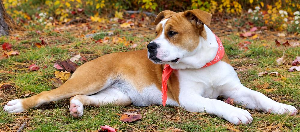 Enlarge Gibbs, a Adoptable Mixed Breed in Cheboygan, MI image 5/6