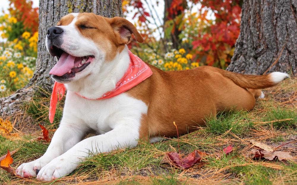 Enlarge Gibbs, a Adoptable Mixed Breed in Cheboygan, MI image 2/6