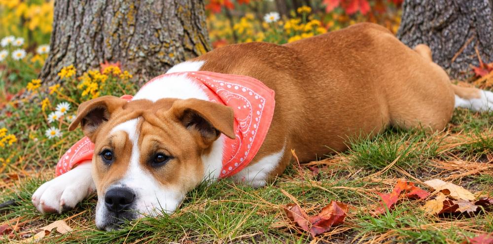 Enlarge Gibbs, a Adoptable Mixed Breed in Cheboygan, MI image 4/6