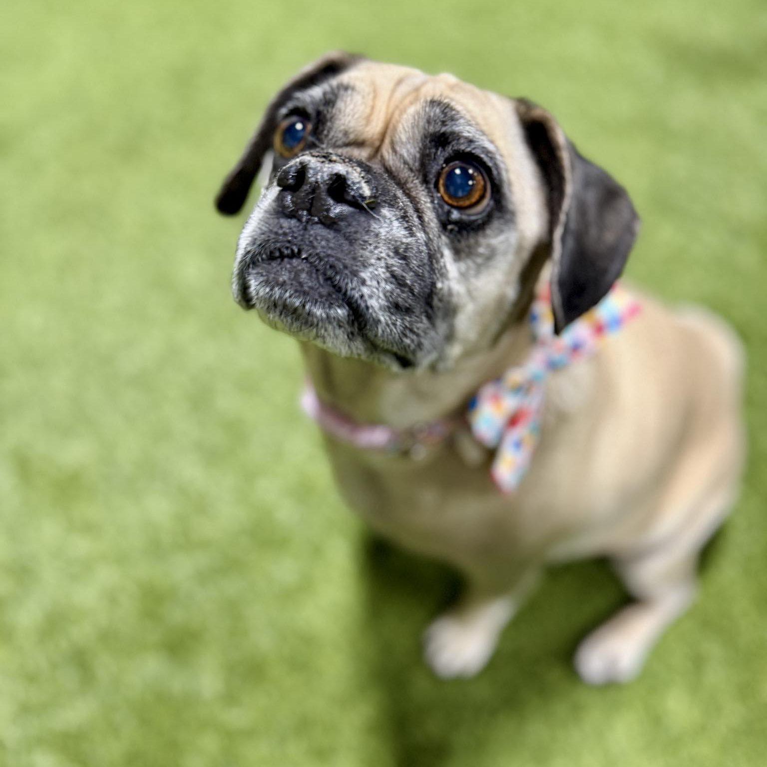Enlarge Winn-E-Bago, a ADOPTABLE Puggle in Urbandale, IA image 1/1