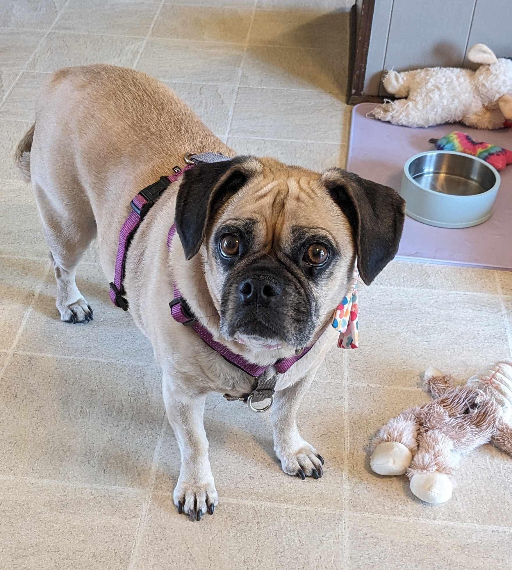 Enlarge Winn-E-Bago, a ADOPTABLE Puggle in Ames, IA image 2/2