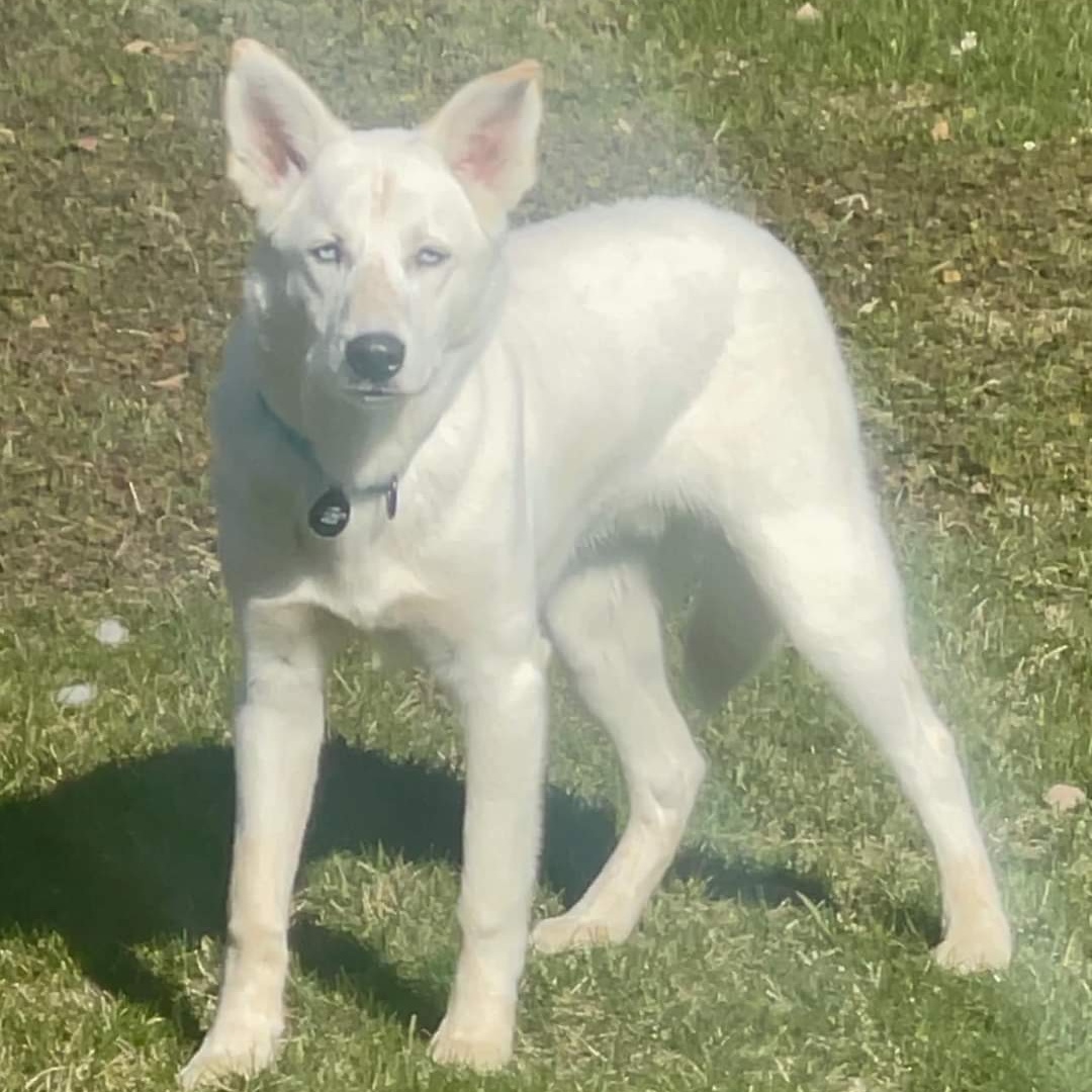 TOBY    $400 3