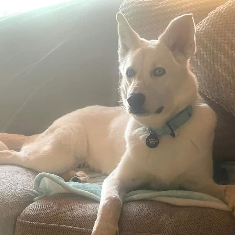 TOBY    $400 5