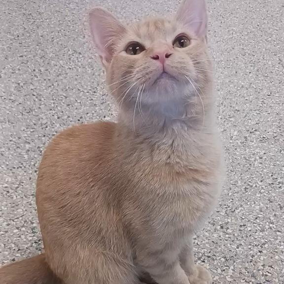 Enlarge Alex, a Adoptable Domestic Short Hair image 1/1