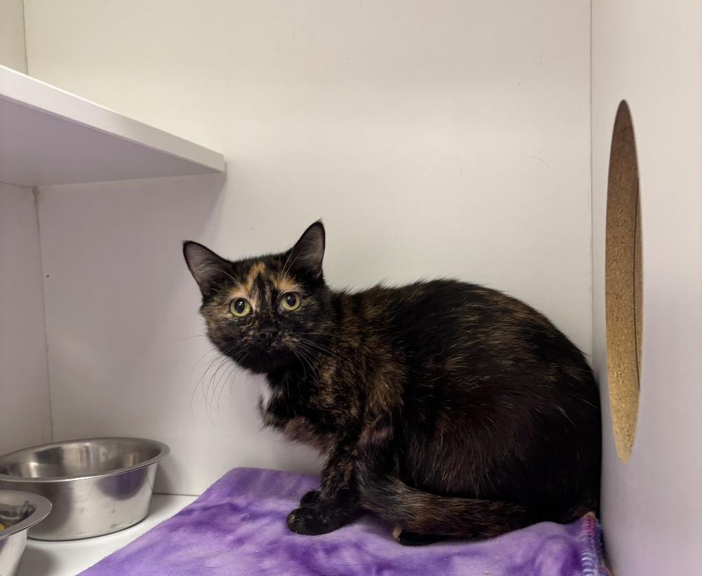 Amulet (BARN CAT), Adoptable, Adult Female Domestic Short Hair.
