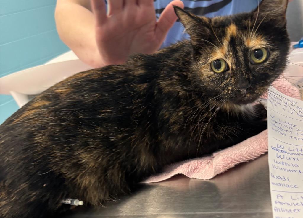 Enlarge Amulet (BARN CAT), a Adoptable Domestic Short Hair in Frankfort, KY image 2/2