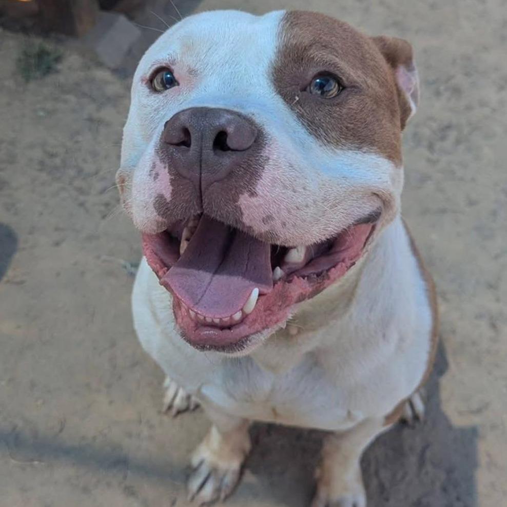 THOMAS Available NOW - ADOPTION or RESCUE!, Adoptable, Adult Male Mixed Breed.