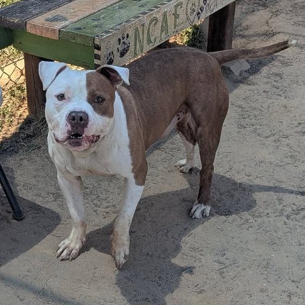 THOMAS Available NOW - ADOPTION or RESCUE!, a Adoptable Mixed Breed in Nashville, NC image 2/3