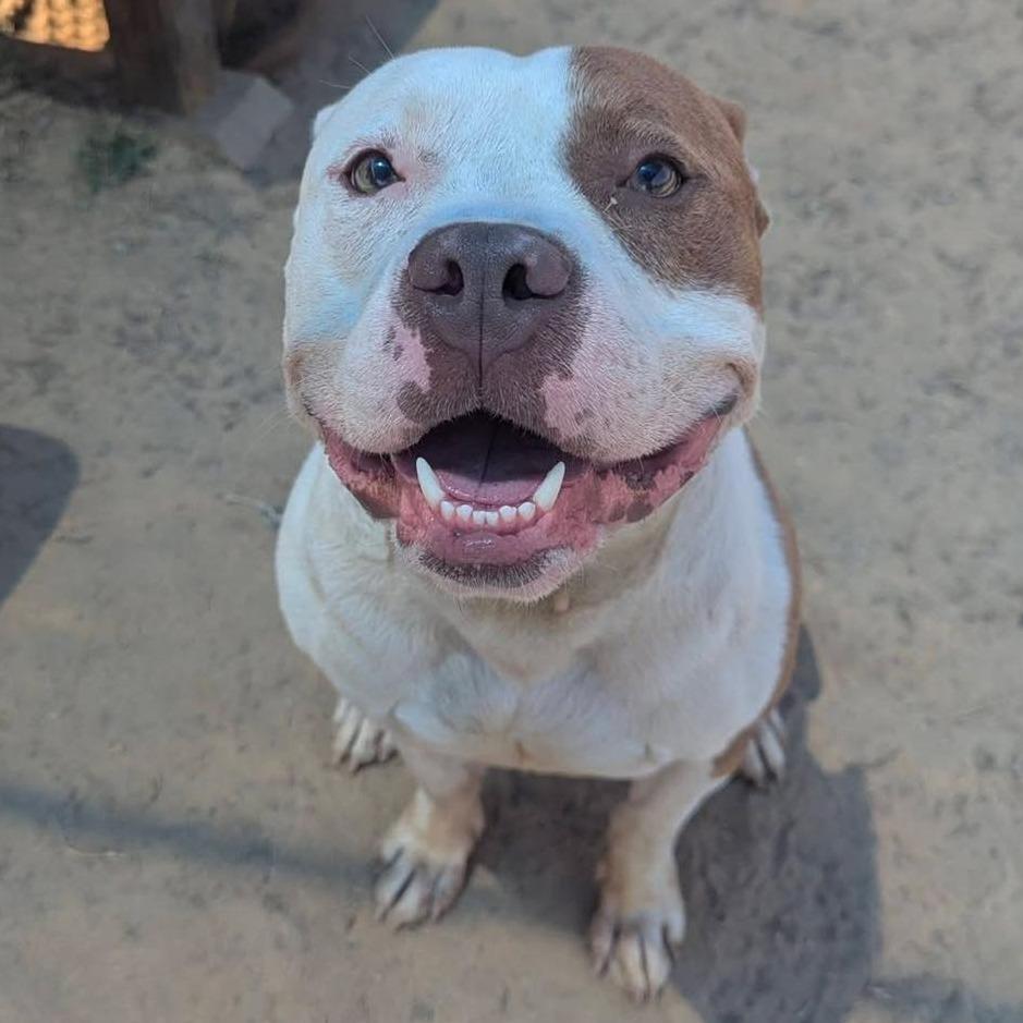 THOMAS Available NOW - ADOPTION or RESCUE!, a Adoptable Mixed Breed in Nashville, NC image 3/3