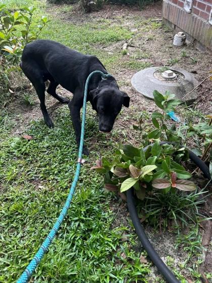 Cobb, Adoptable, Young Male Labrador Retriever & Mixed Breed.
