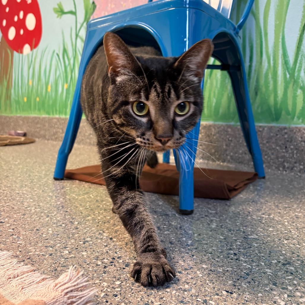 Enlarge Toby, a Adoptable Domestic Short Hair in Hendersonville, NC image 1/5